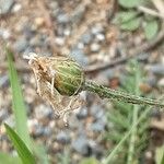 Centaurea cyanus Fruit