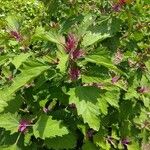 Chenopodium giganteum Blatt