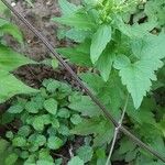 Clematis virginiana Rhisgl