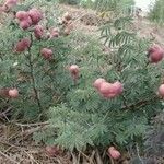 Prosopis farcta Fruchs