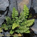 Asplenium hispanicum Habitat