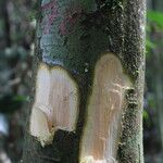 Albizia adianthifolia Rusk
