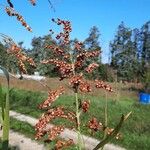 Sorghum halepense Hedelmä