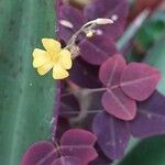 Oxalis hedysaroides Цветок