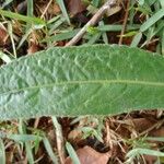 Elephantopus mollis Leaf