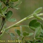 Cytisus ardoinoi Other