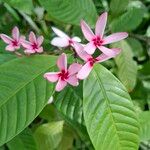 Kopsia fruticosa Flower