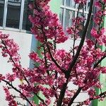 Prunus campanulata Цветок