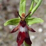 Ophrys insectifera Fula