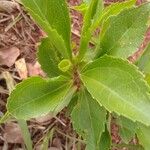 Baccharis latifolia Leaf