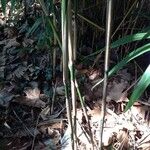 Phyllostachys viridis 葉