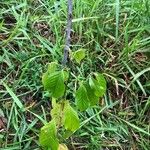 Minquartia guianensis Blatt