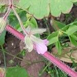 Geranium psilostemon Blomst