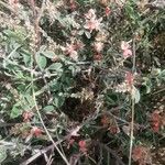 Indigofera oblongifolia Агульны выгляд