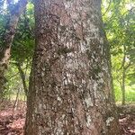 Colubrina glandulosa Bark