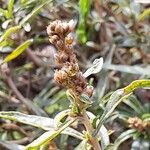 Amaranthus muricatusFrucht