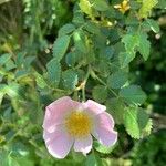 Rosa micrantha Blüte