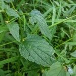 Scutellaria lateriflora Leaf