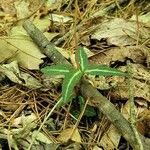Chimaphila maculata Hoja