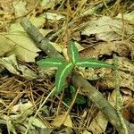 Chimaphila maculata Leht