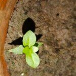 Ocimum americanumLeaf