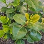 Camellia sasanqua Leaf
