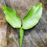 Melicoccus bijugatus Leaf