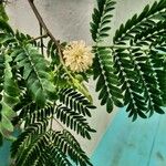 Leucaena leucocephalaफूल