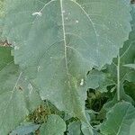 Helianthus annuus Blad