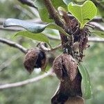 Pittosporum tenuifolium Fruit