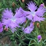 Dianthus hyssopifoliusCvet