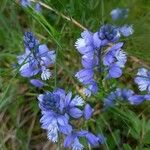 Polygala calcareaFlower