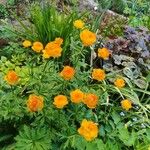 Trollius asiaticus Žiedas