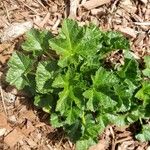 Cucurbita pepo Leaf