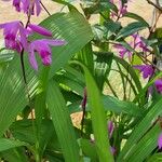 Bletilla striata 葉