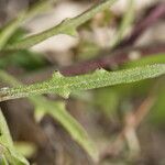 Centaurea aspera Folha