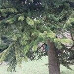 Abies cilicica ഇല