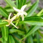 Landolphia lanceolata Λουλούδι