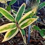 Sasa palmata Leaf