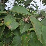 Luehea candida Hoja