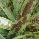 Agave maculata Leaf