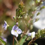 Veronica anagallis-aquatica Flower
