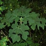 Montanoa hibiscifolia Frunză