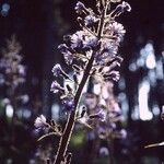 Lactuca alpina Flower