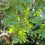 Zanthoxylum rhoifolium Blad