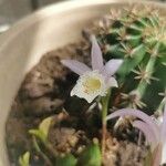 Pleione humilis Blomma