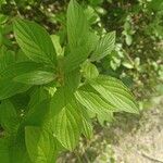 Cornus sericea Leaf