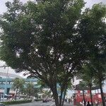 Pterocarpus indicus Облик