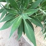 Echium webbii Leaf