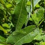 Bistorta officinalis Blad